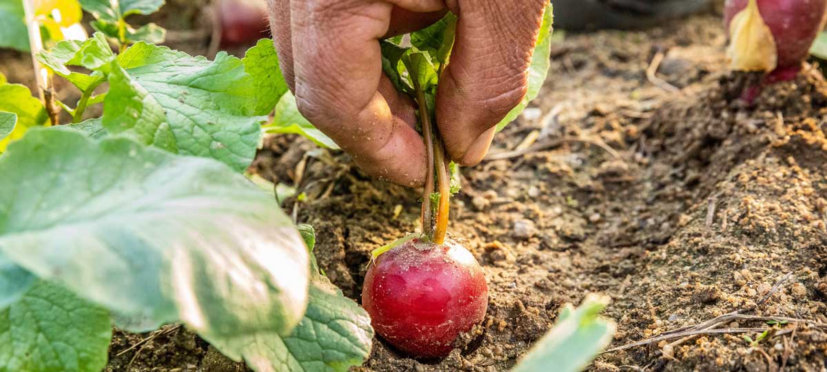 Jose Antonio Herrero – Agricultor