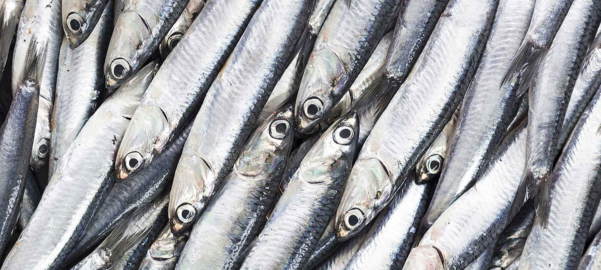 BoquerÃ³n, anchoa o bocarte