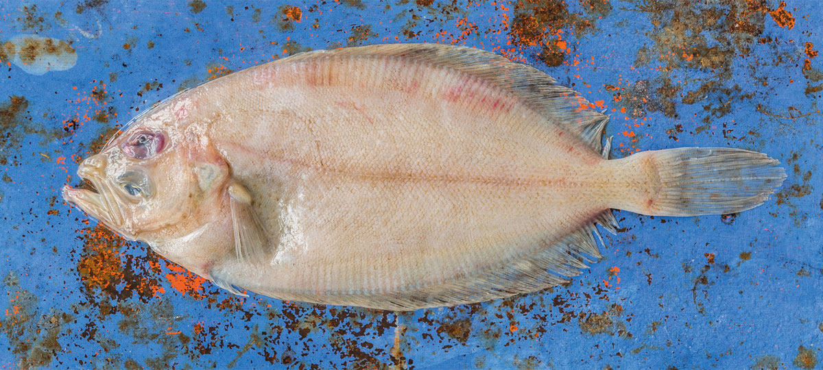 Gallo, tu aliado del mar para llevar una dieta saludable