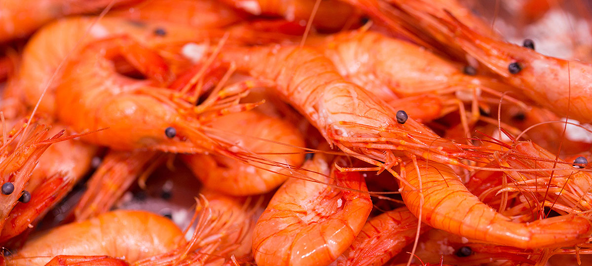 Gambas vs langostinos: cara a cara definitivo para diferenciarlos