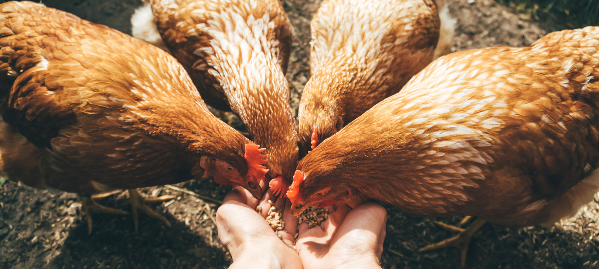 Pollo de granja: por quÃ© es tan importante cuidar de su bienestar