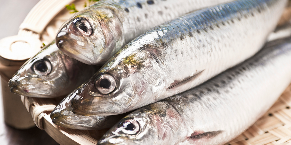 Sardinas: el âsuperpescadoâ del verano que cuida tu corazÃ³n