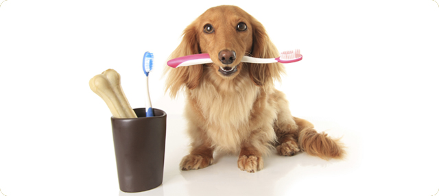 Higiene bucodental de nuestras mascotas
